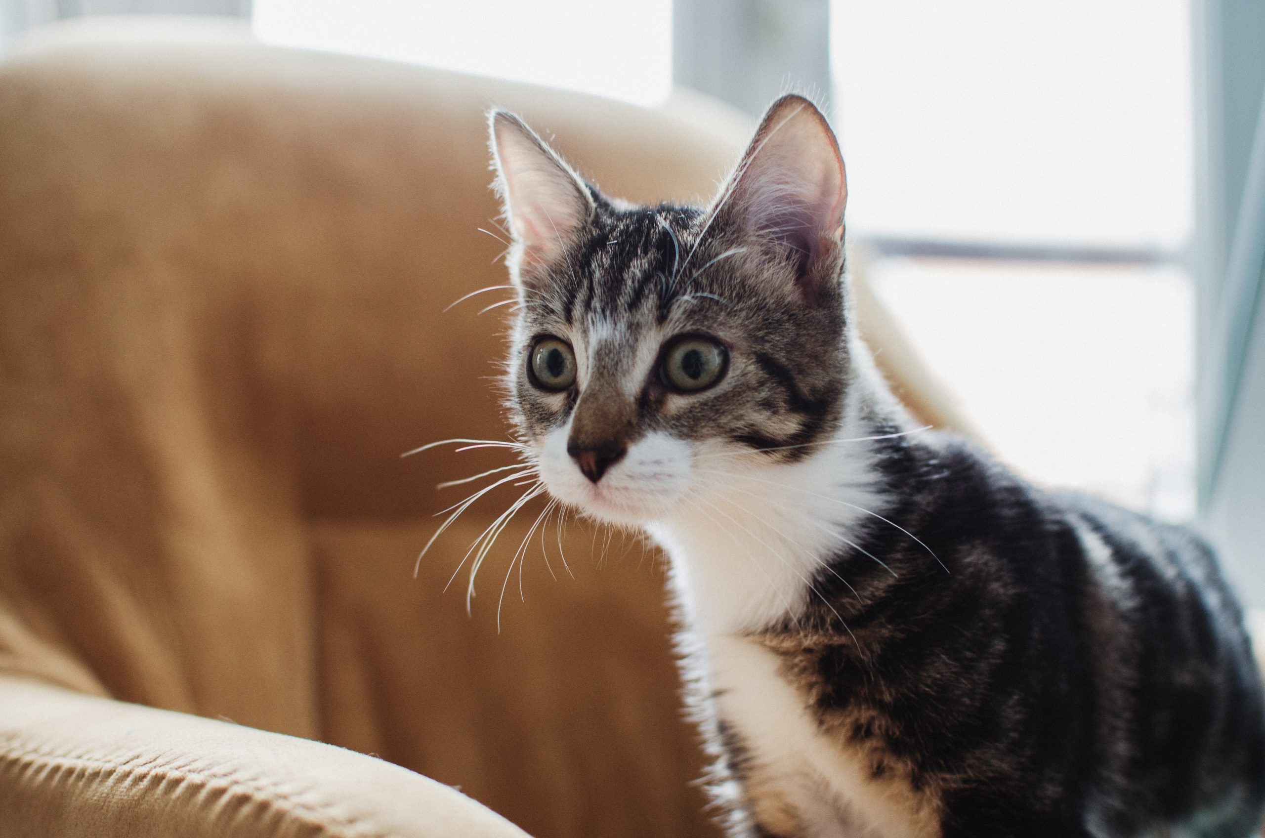 Mobile Vet Clinic Schedule Garden Grove CA 92845 Vet Care Pet Clinic