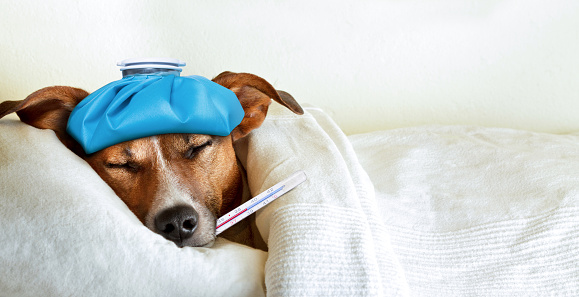 Current Canine Influenza Outbreak